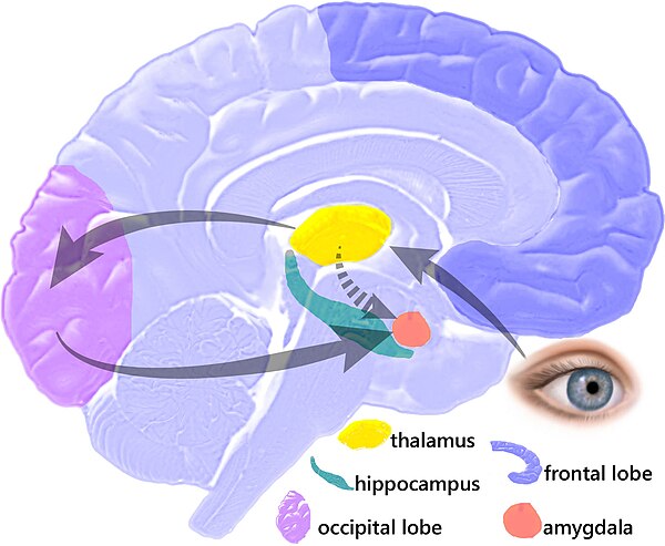 EQbrain_optical_stim_en.jpg